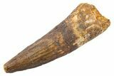 Fossil Spinosaurus Tooth - Real Dinosaur Tooth #345558-1